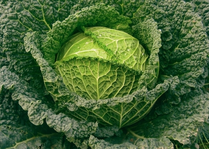 Picture of Savoy Cabbage Tourmaline F1